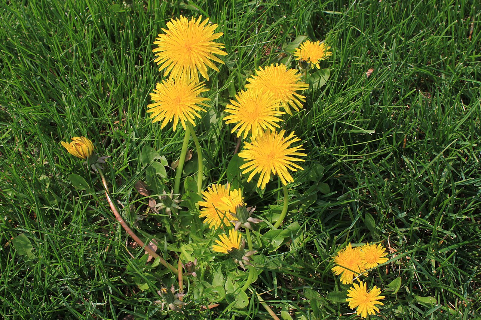 Dandelion