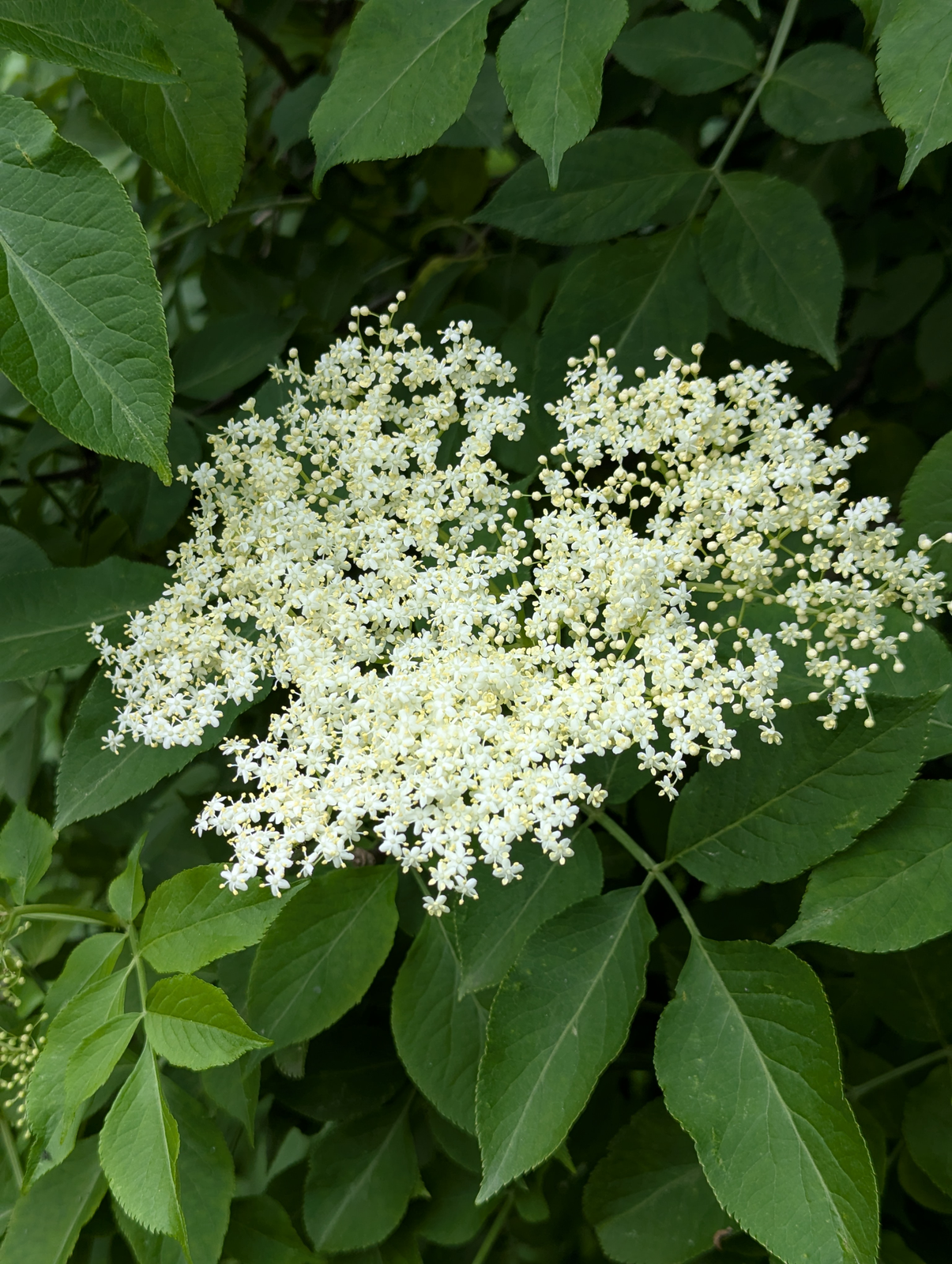 Elderflower